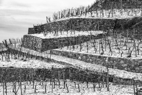 Wandbild Radebeul - Winterliche Weinbergsmauern im Weinberg Goldener Wagen (Motiv JB01)
