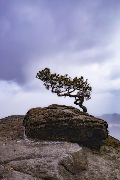 Wandbild Sächsische Schweiz - Wetterkiefer Lilienstein (Motiv FW14)