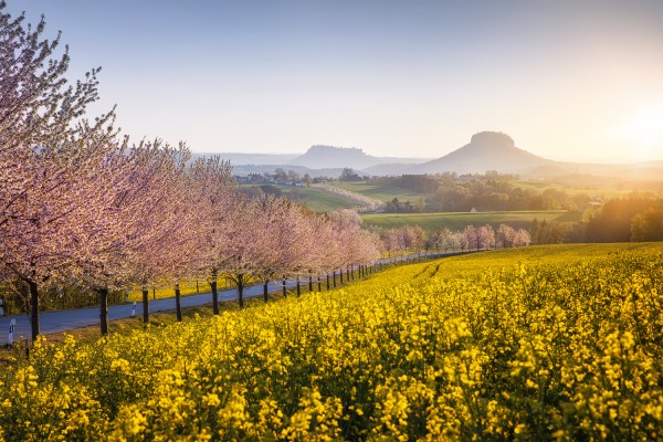 Wandbild Sächsische Schweiz - Kirschbäume im Frühling (Motiv 00789)